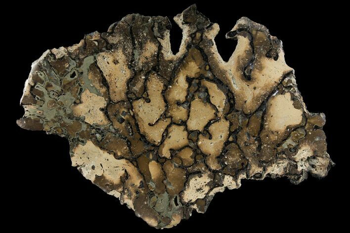 Pyritized, Polished Sauropod Bone - Isle Of Wight #131216